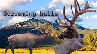 Screaming Bull Elk 
