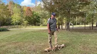 Female pups out of Boomer x Miss Bandit at 8 wks