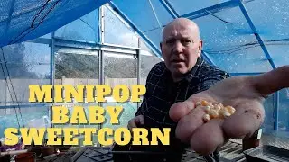 Baby Sweetcorn Minipop [Allotment Gardening UK] [Home Growing Veg & Flowers