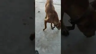 doggo clearly had a bad history with people