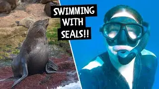 Swimming With SEALS!! || - Montague Island & Narooma, NSW