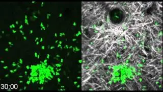 Spatiotemporal Basis of Innate and Adaptive Immunity in Secondary Lymphoid Tissue: Video 1