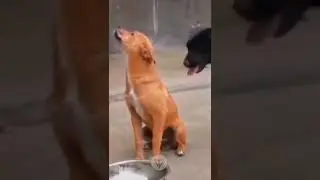 #funniest animals #videoshorts #tiktokvideo #cutest #animals #2022