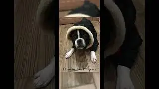 #dog #собака #trenddog #собаки #топ #врек #реклмендации подпишись 🩷)