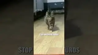 🪖 Meowlitary Cats 🎥: ​⁠@magnus_the_orange (tank cat) #shorts