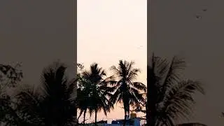 minivlog#natureviral#goviral#shortsfeed#tamilshortsviral