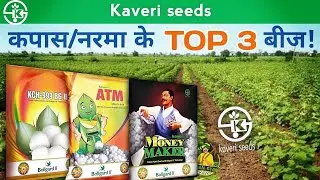 Kaveri seed- TOP 3 कपास/नरमा की बीज किसमें | Kaveri Cotton Best Seed Variety | Money Maker, kCH- 999