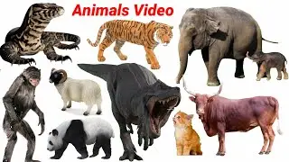 Domestic and Wild Animals Cow, Horse, Dog, Boar, Tiger 🐄🐘| Animals Video for Kids Education | #cow