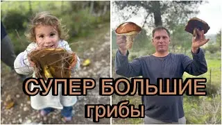 Идем по ГРИБЫ с детьми в лес Израиля - Going mushroom picking with kids in the Israeli forest 🍄‍🟫🍁🌳🪵