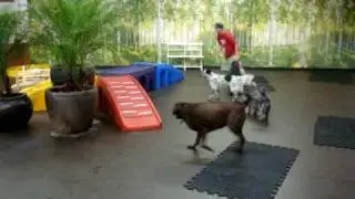 Big Dog Play Session 07 19 10.MPG
