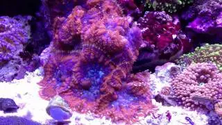 jmadden184's Reef: January '12 Day 421