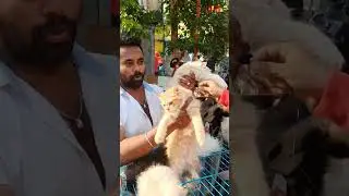 பிராட்வே ஞாயிறு சந்தை போஸ்பியன் பூனை விற்பனை 😲 Broadway Pet market Persian cat kennel😳