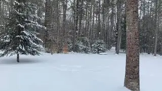 January 26 Snowfall - Backyard Cam