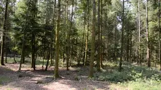Forest resilience: helping to protect the New Forest