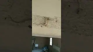 creepy lizard trap