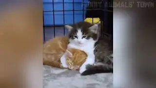 Try Not To Laugh 😂 Funny prank attack with friend 😹 MeowFunny #comedyvideo #funny #pets #funnyvide