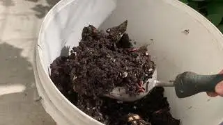 OGS&mdash;What Do We Do With The Worm Casting (worm poo)?