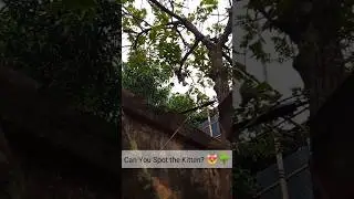 Can You Spot the Kitten? 😻🌳 | Brave Little Explorer. #shorts