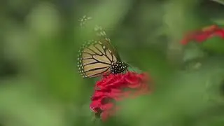 Butterfly of south america with relaxing music
