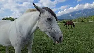 2025-08-27 BLED Blejsko pokopali&scaron;če PERISSODACTYLA Equus caballus KONJ