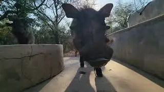 Warthog breakfast parade