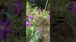#melastoma#violet flower.