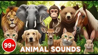 99 Animal Sounds Non-Stop | Long Learning Video for Kids
