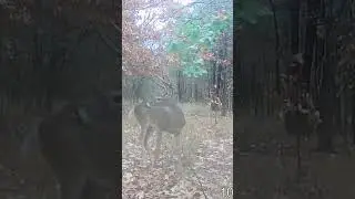 😄 #huntingvideos #hunting #giantdeer #bowhunting #outdoors #giantdeer #giantwhitetail #deerhunting