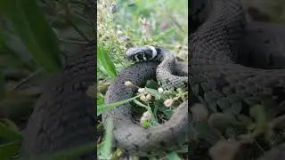 culebra de collar (Natrix natrix)