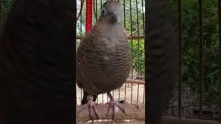 Local turtle doves have a crystal clear topcer sound for bait that responds immediately #shorts