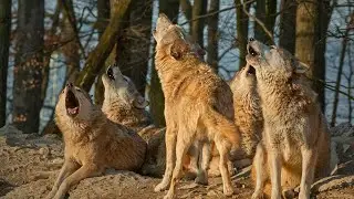 Wolf Howling Facts | Why Wolves Howl | Wolf Howling Completion-2024