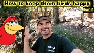 Keeping The Birds Happy