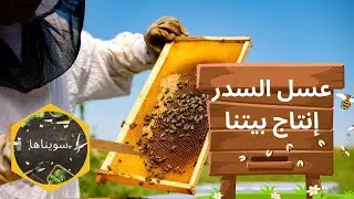 التجربة الأولى | تربية النحل في البيت؟ جني عسل سدر إماراتي (1)