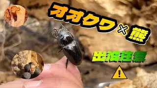 【命がけ！】危険な山でオオクワ探し