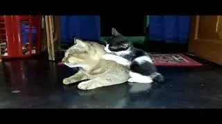 Kut Kuti HD #funnycats #funnycatbaby #funnycatbangla #funnycatclips