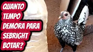 Quanto tempo demora para sebright botar? Mini galinha garnízé zebraite prata p/ ovos galados férteis