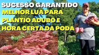 Melhor Lua para Plantar Batata Doce,com esse Adubo Você Dobra a Produção,essa é a Hora Certa da Poda