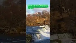 Wolf Slips Off Brooks Falls