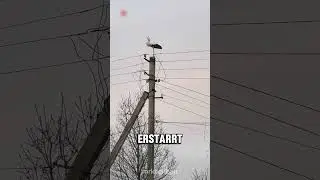 FEUERWEHR ZERST&Ouml;RT STORCHENNEST 😭❤️