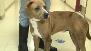 DOGS for Adoption at Save-A-Pet