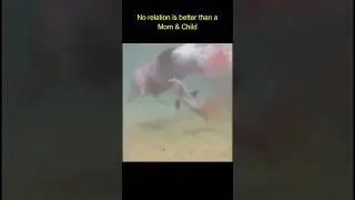 Dolphin giving birth | Mom's Love