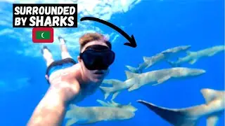 Swimming With WILD SHARKS in the MALDIVES! (SCARIEST Travel EXPERIENCE)