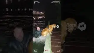Brave Dog Jumps Into Water to Save Owner#CCTV #HeroDog #DogRescue #BraveDog  #RealLifeHero