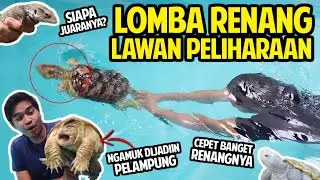 KURA PREDATOR MALAH JADI PELAMPUNG! WUMBO, MONMON, BARBAR DAN AKU LOMBA RENANG! SIAPA JUARANYA!