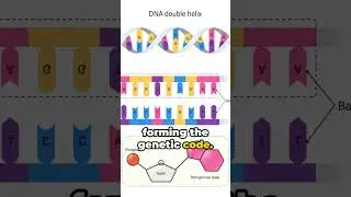 April 25, 1953: Unveiling the Structure of DNA #science #sciencehistory  #scienceeducation