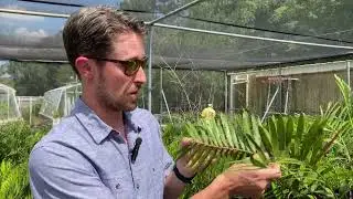 Coontie Palm Pests