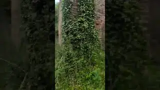 Abandoned Greenfield Mill Holywell North Wales
