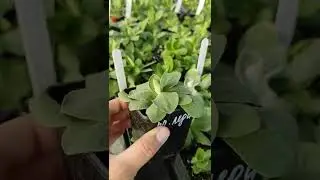 Примула ушковая, аурикула🌸🌸🌸