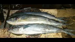 Huge mahi mahi (wanna parawa)fish cutting and smoked tips.