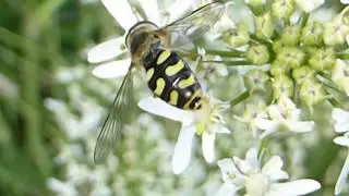 Hoverfly - Eupeodes corolla - Sveifflugur - Skord&yacute;r - P&ouml;ddur